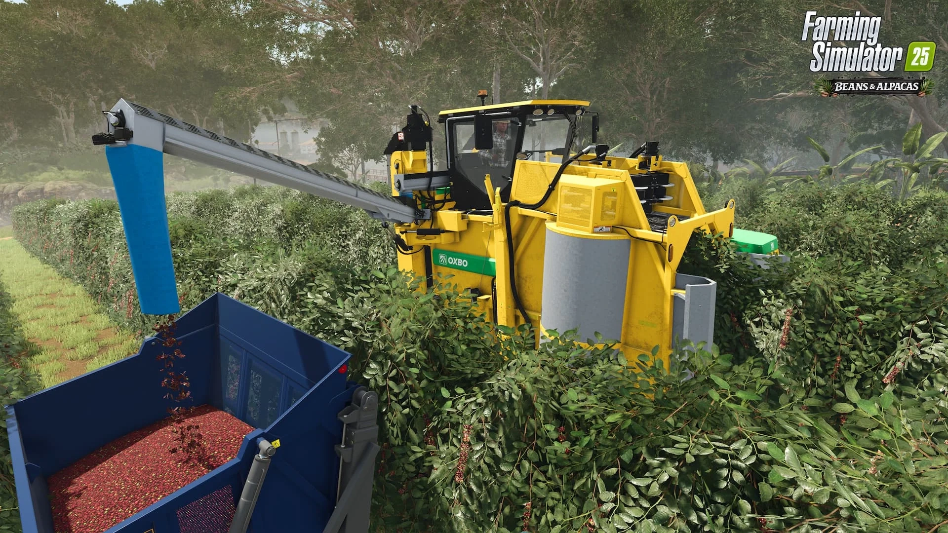 Farming Simulator 25 Feijões e Alpacas colhendo café