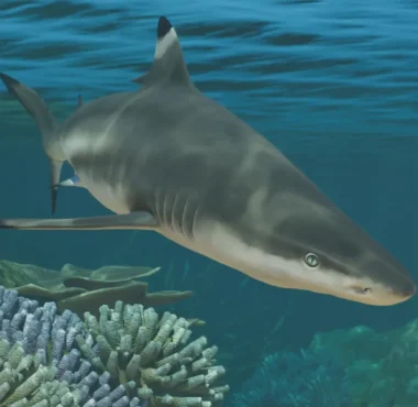 Planet Zoo 2 Dives Into Aquariums, Fish AI, & Marine Management