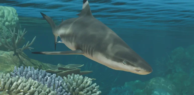 Planet Zoo 2 Dives Into Aquariums, Fish AI, & Marine Management