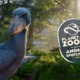 Planet Zoo 2 Spotlight Introduces the Prehistoric-Looking Shoebill - Simulation Daily