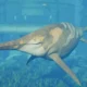 Jurassic World Evolution 3: Crocodilia Coast Reveals the Shonisaurus